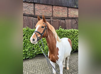 Trakehner, Merrie, 3 Jaar, 161 cm, Gevlekt-paard