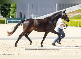Trakehner, Merrie, 3 Jaar, 162 cm, Donkerbruin