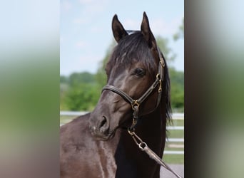 Trakehner, Merrie, 3 Jaar, 162 cm, Zwart
