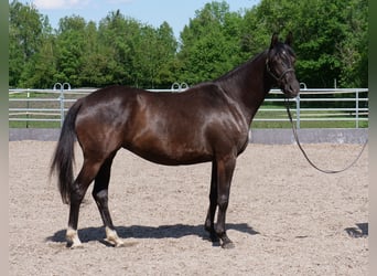 Trakehner, Merrie, 3 Jaar, 162 cm, Zwart