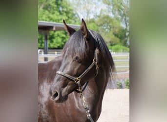 Trakehner, Merrie, 3 Jaar, 162 cm, Zwart