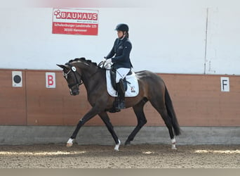 Trakehner, Merrie, 3 Jaar, 164 cm, Donkerbruin