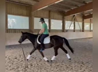 Trakehner, Merrie, 3 Jaar, 164 cm, Zwartbruin
