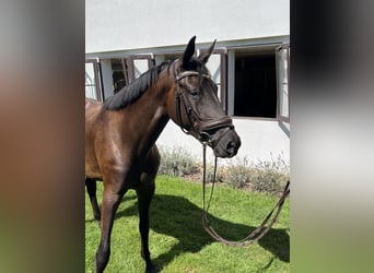 Trakehner, Merrie, 3 Jaar, 164 cm, Zwartbruin