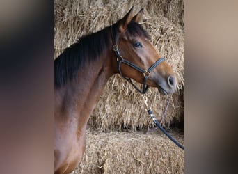 Trakehner, Merrie, 3 Jaar, 165 cm, Bruin