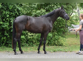 Trakehner, Merrie, 3 Jaar, 165 cm, Donkerbruin