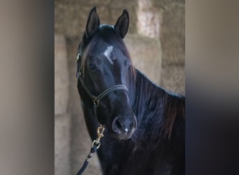 Trakehner, Merrie, 3 Jaar, 165 cm, Zwart