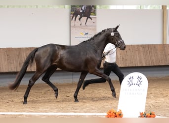 Trakehner, Merrie, 3 Jaar, 165 cm, Zwart