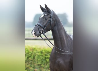Trakehner, Merrie, 3 Jaar, 165 cm, Zwart