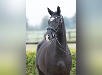 Trakehner, Merrie, 3 Jaar, 165 cm, Zwart