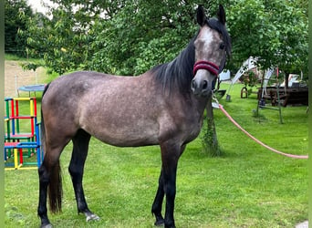 Trakehner, Merrie, 3 Jaar, 166 cm, Brown Falb schimmel