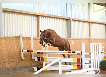 Trakehner, Merrie, 3 Jaar, 166 cm, Vos