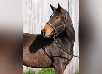 Trakehner, Merrie, 3 Jaar, 167 cm, Bruin