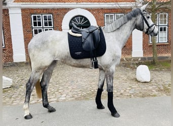 Trakehner, Merrie, 3 Jaar, 167 cm, Schimmel