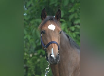 Trakehner, Merrie, 3 Jaar, 168 cm, Bruin