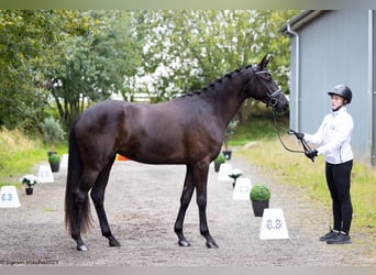 Trakehner, Merrie, 3 Jaar, 168 cm, Zwart