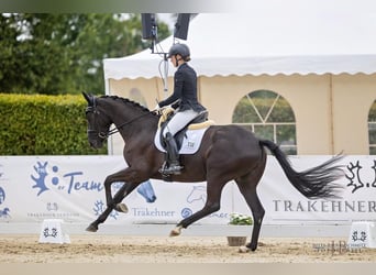 Trakehner, Merrie, 3 Jaar, 168 cm, Zwartbruin
