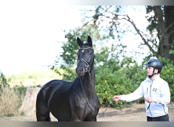 Trakehner, Merrie, 3 Jaar, 168 cm, Zwartbruin