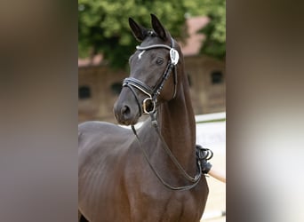 Trakehner, Merrie, 3 Jaar, 168 cm, Zwartbruin