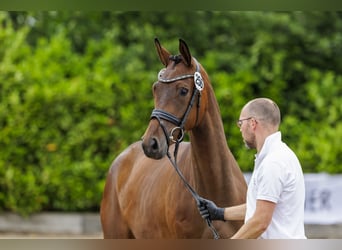 Trakehner, Merrie, 3 Jaar, 169 cm, Bruin