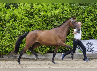 Trakehner, Merrie, 3 Jaar, 169 cm, Bruin