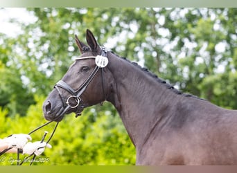 Trakehner, Merrie, 3 Jaar, 169 cm, Zwart