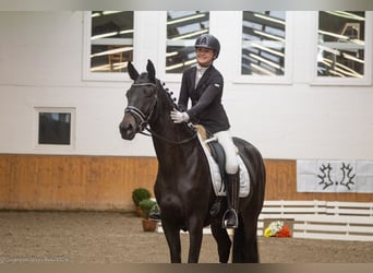 Trakehner, Merrie, 3 Jaar, 169 cm, Zwartbruin