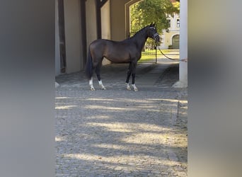 Trakehner, Merrie, 3 Jaar, 170 cm, Donkerbruin
