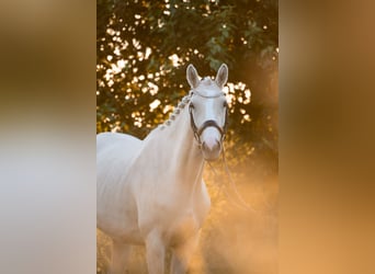 Trakehner, Merrie, 3 Jaar, 170 cm, Palomino