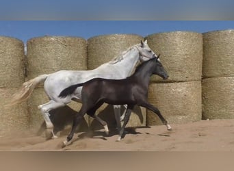 Trakehner, Merrie, 3 Jaar, 170 cm, Schimmel