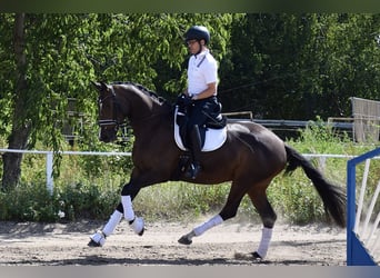 Trakehner, Merrie, 3 Jaar, 170 cm, Zwartbruin