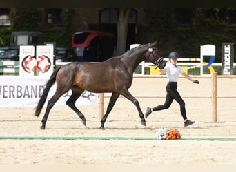 Trakehner, Merrie, 3 Jaar, 172 cm, Zwartbruin