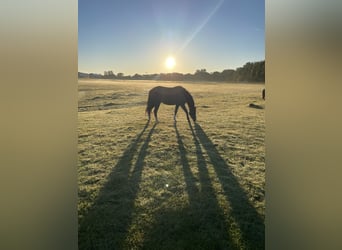 Trakehner, Merrie, 4 Jaar, 155 cm, Zwart