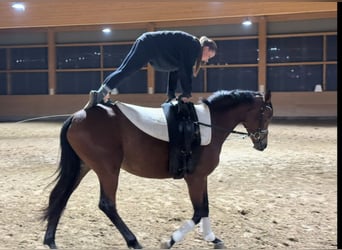 Trakehner, Merrie, 4 Jaar, 160 cm, Bruin