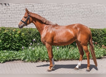 Trakehner, Merrie, 4 Jaar, 160 cm, Roodvos