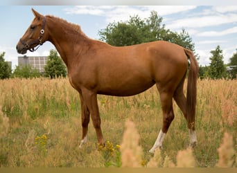 Trakehner, Merrie, 4 Jaar, 160 cm, Vos