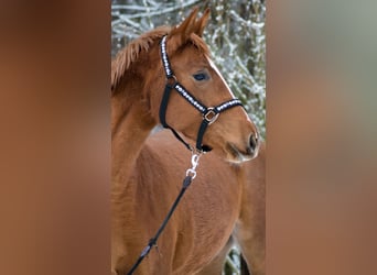 Trakehner, Merrie, 4 Jaar, 160 cm, Vos