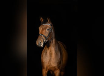 Trakehner, Merrie, 4 Jaar, 163 cm, Bruin
