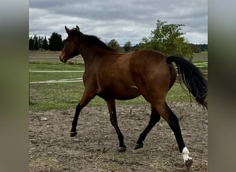 Trakehner, Merrie, 4 Jaar, 163 cm, Bruin