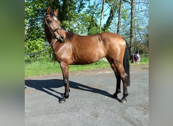 Trakehner, Merrie, 4 Jaar, 163 cm, Lichtbruin