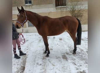 Trakehner, Merrie, 4 Jaar, 163 cm, Lichtbruin