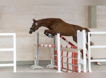 Trakehner, Merrie, 4 Jaar, 163 cm, Vos