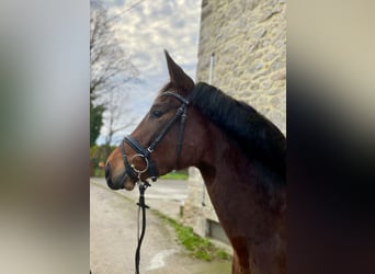 Trakehner, Merrie, 4 Jaar, 164 cm, Bruin