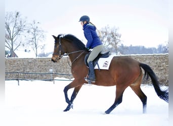 Trakehner, Merrie, 4 Jaar, 164 cm, Bruin