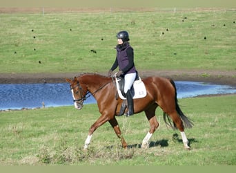 Trakehner, Merrie, 4 Jaar, 164 cm, Donkere-vos