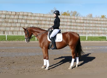 Trakehner, Merrie, 4 Jaar, 164 cm, Donkere-vos