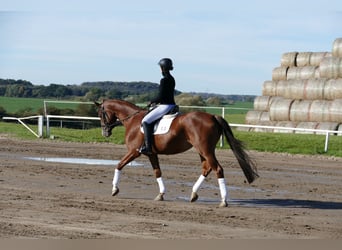 Trakehner, Merrie, 4 Jaar, 164 cm, Donkere-vos