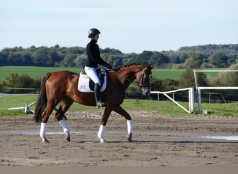 Trakehner, Merrie, 4 Jaar, 164 cm, Donkere-vos