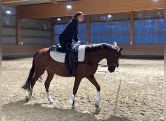 Trakehner, Merrie, 4 Jaar, 164 cm, Donkere-vos