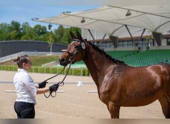 Trakehner, Merrie, 4 Jaar, 165 cm, Bruin
